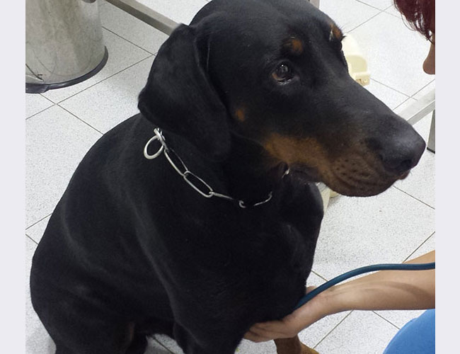 Animais de Companhia