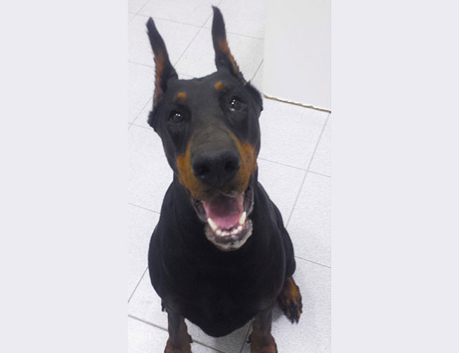 Animais de Companhia