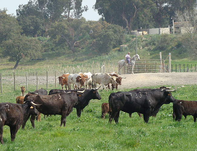 Animais de Produção