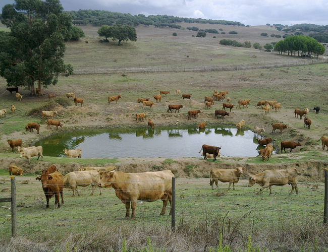 Animais de Produção