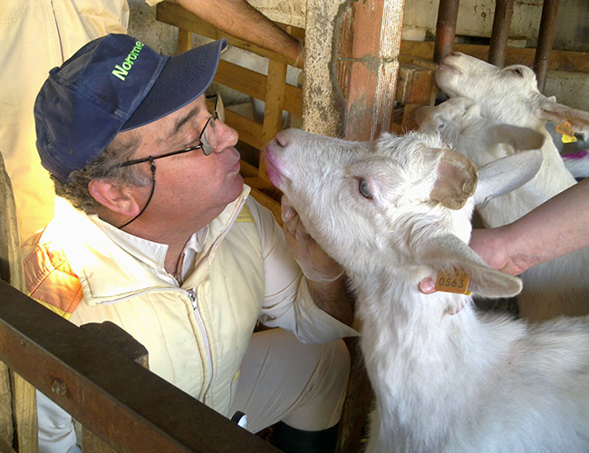 Animais de Produção