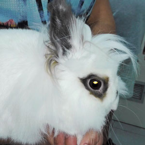 Pipoca