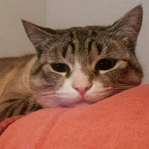 Simba