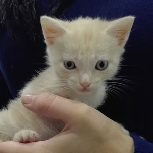 Stefan
