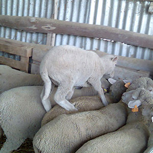 Animais Produção