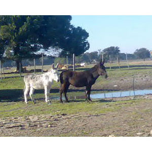 Animais Produção