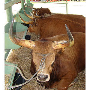 Animais Produção