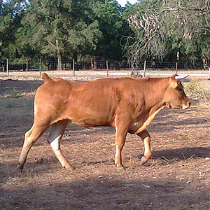 Animais Produção