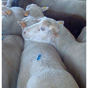 Animais Produção